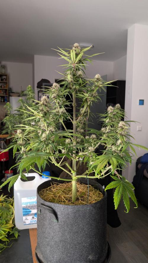 Last Auto Run. Week 7