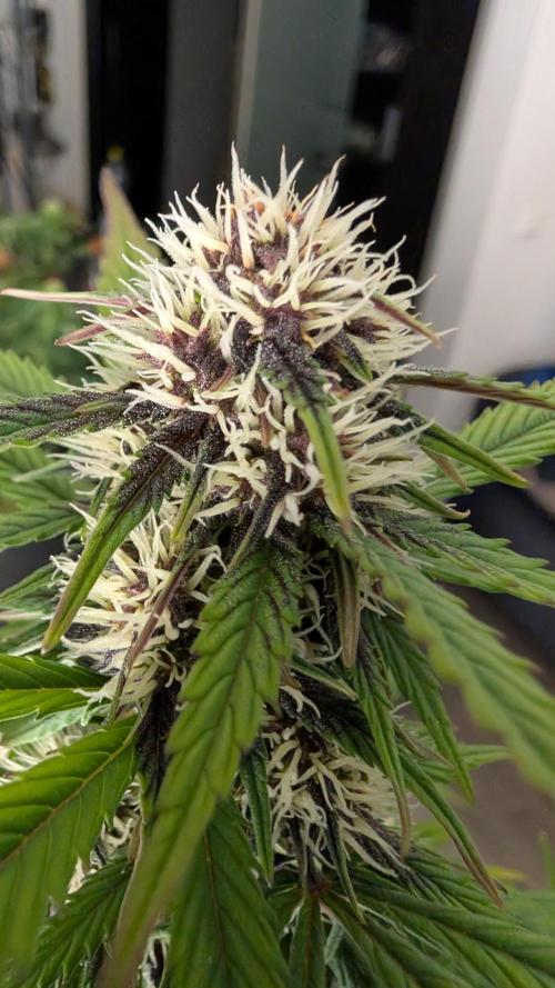 Last Auto Run. Week 7