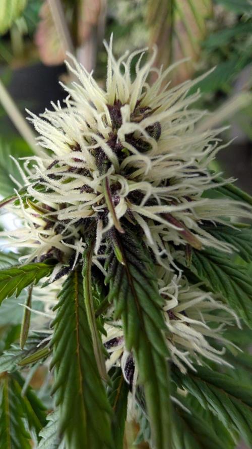 Last Auto Run. Week 7