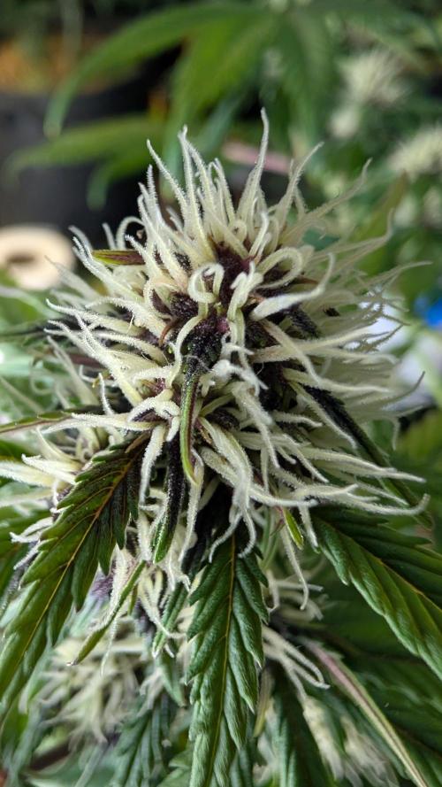 Last Auto Run. Week 7