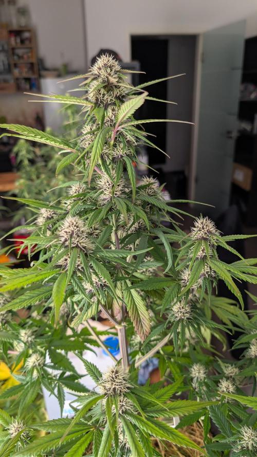 Last Auto Run. Week 7