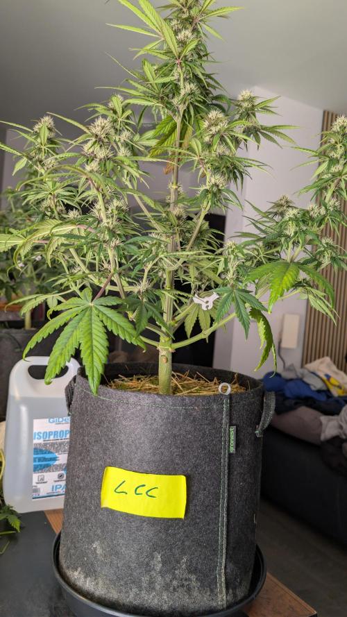 Last Auto Run. Week 7