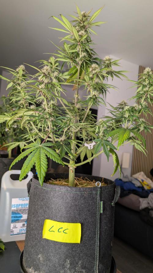 Last Auto Run. Week 7