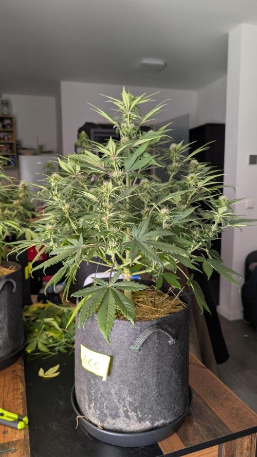 Last Auto Run. Week 7