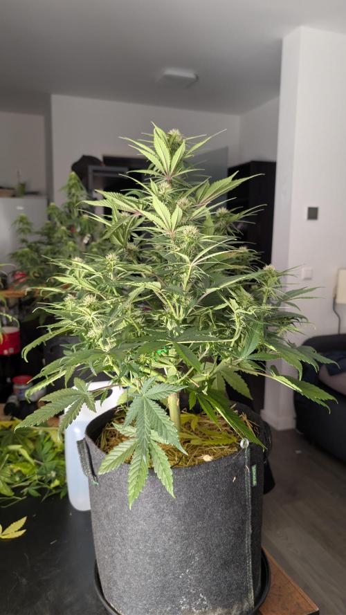 Last Auto Run. Week 7