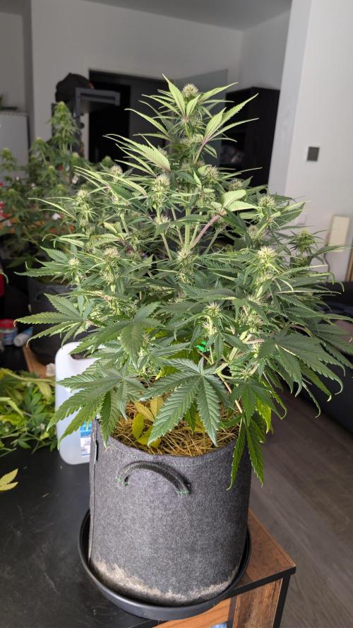 Last Auto Run. Week 7