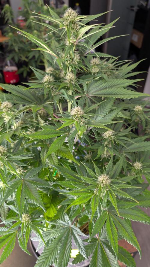 Last Auto Run. Week 7