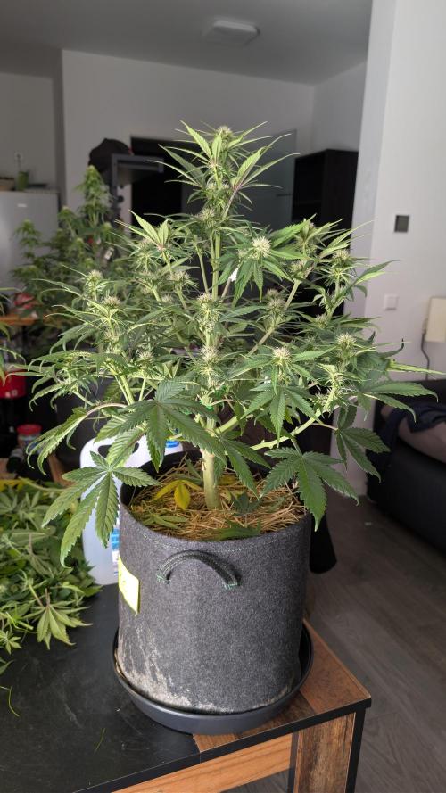 Last Auto Run. Week 7