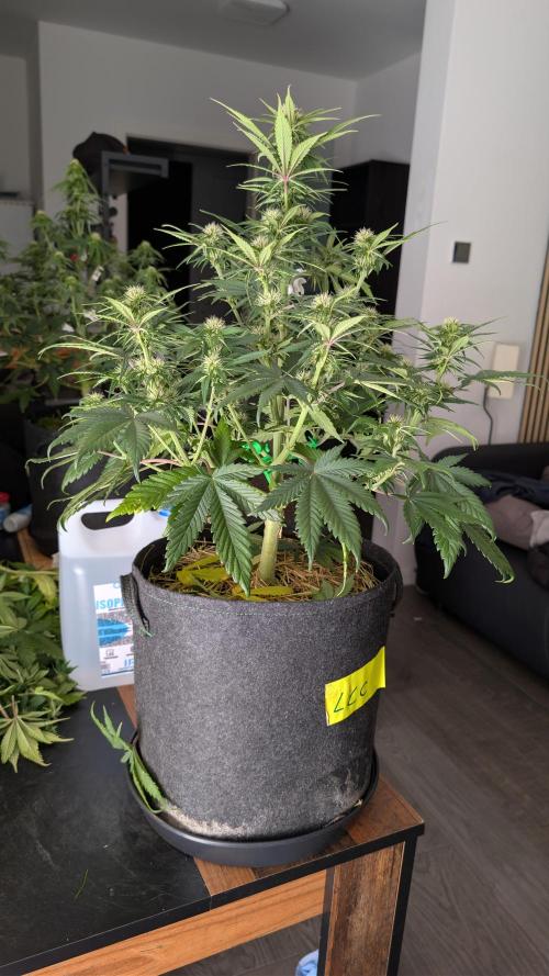 Last Auto Run. Week 7