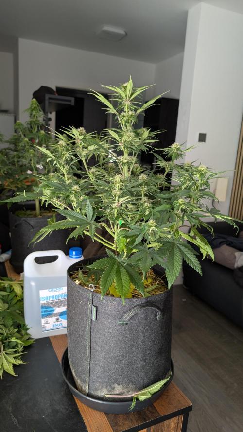 Last Auto Run. Week 7