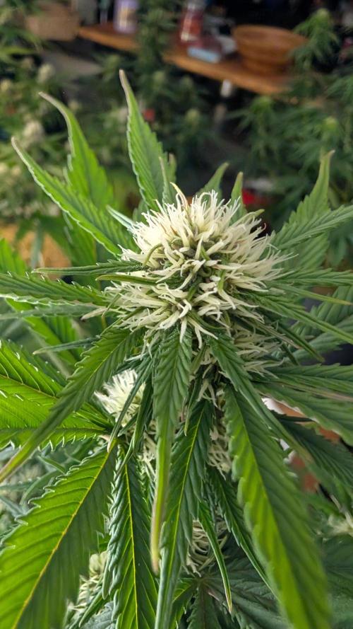 Last Auto Run. Week 7