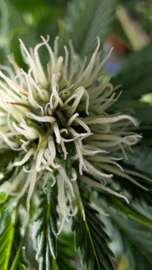 Last Auto Run. Week 7