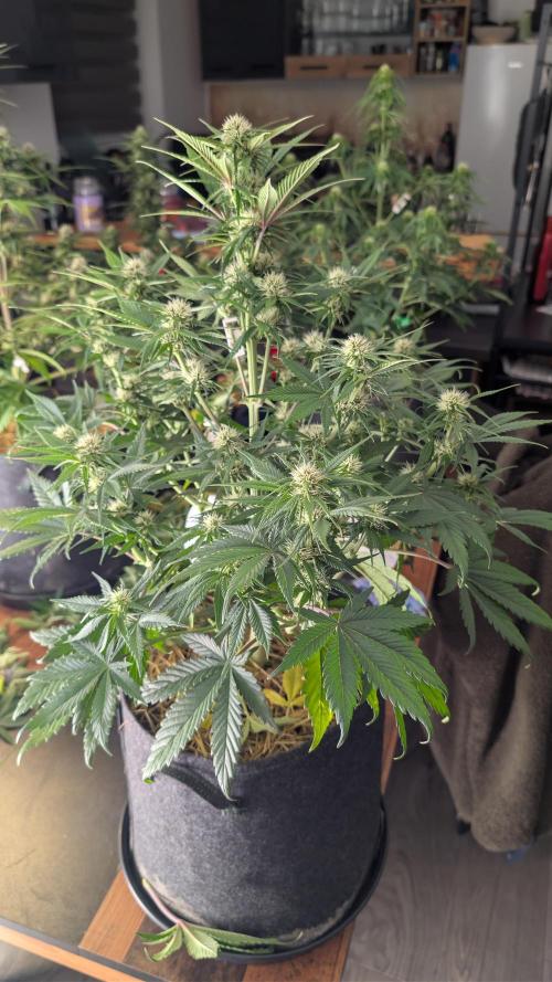 Last Auto Run. Week 7