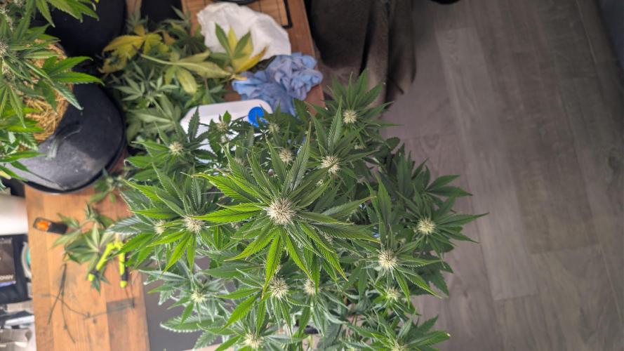 Last Auto Run. Week 7