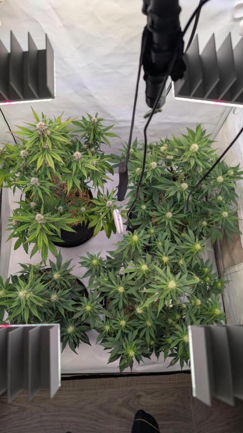 Last Auto Run. Week 7