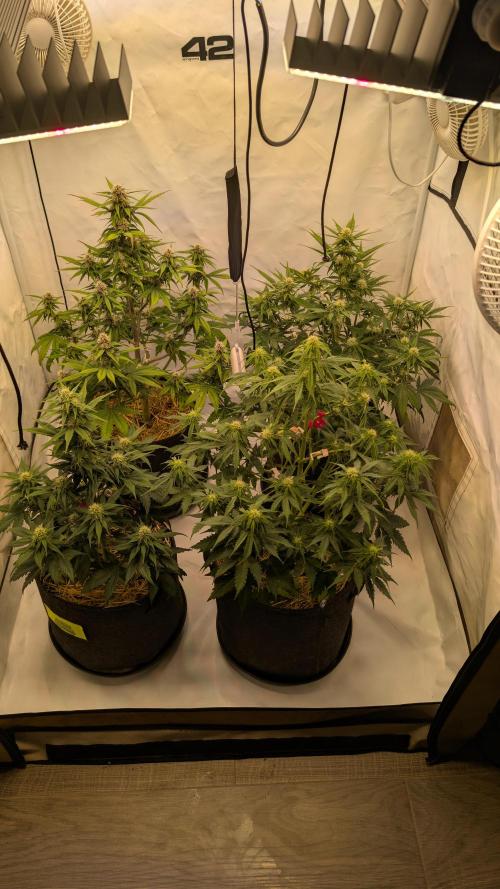 Last Auto Run. Week 7