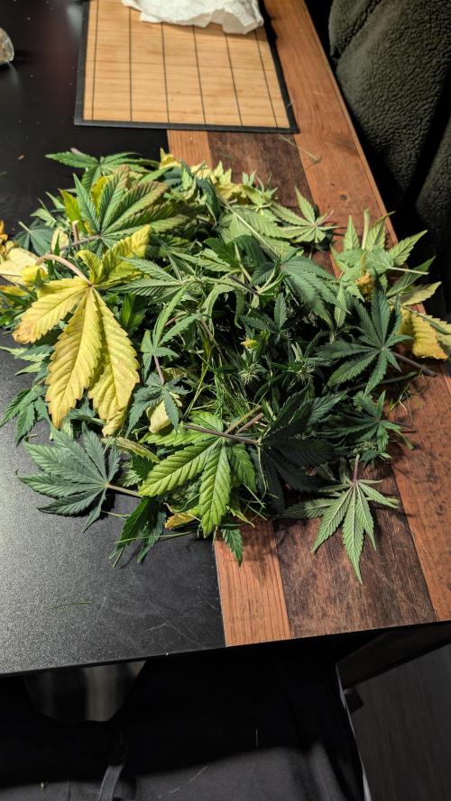 Last Auto Run. Week 7