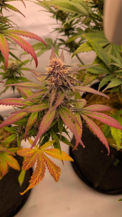 Last Auto Run. Week 8