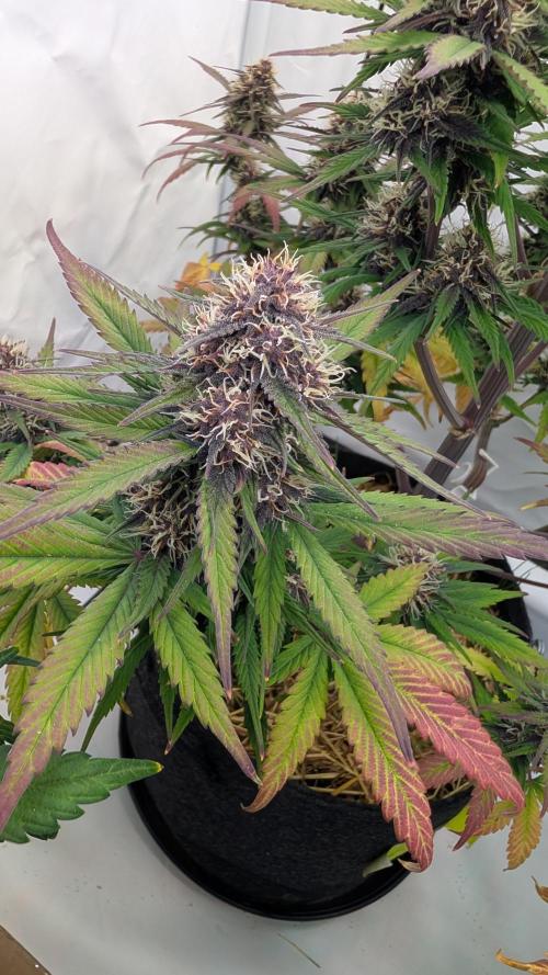 Last Auto Run. Week 8