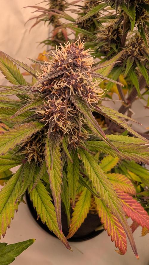 Last Auto Run. Week 8