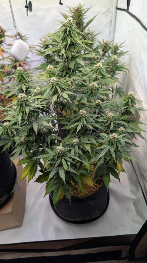 Last Auto Run. Week 8