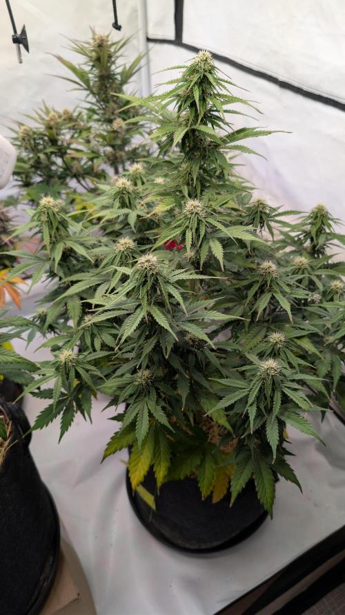 Last Auto Run. Week 8