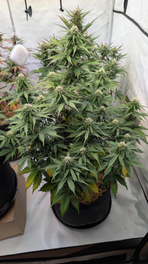 Last Auto Run. Week 8