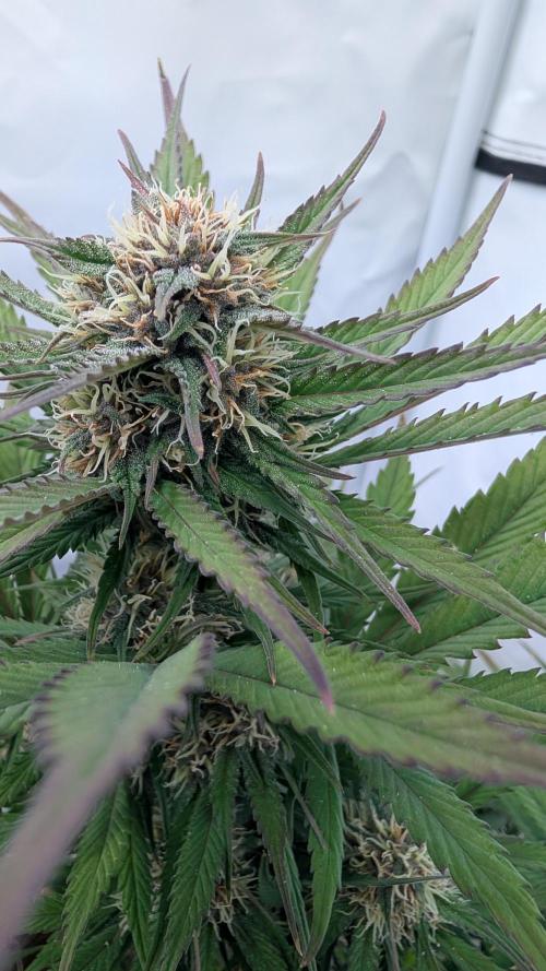 Last Auto Run. Week 8