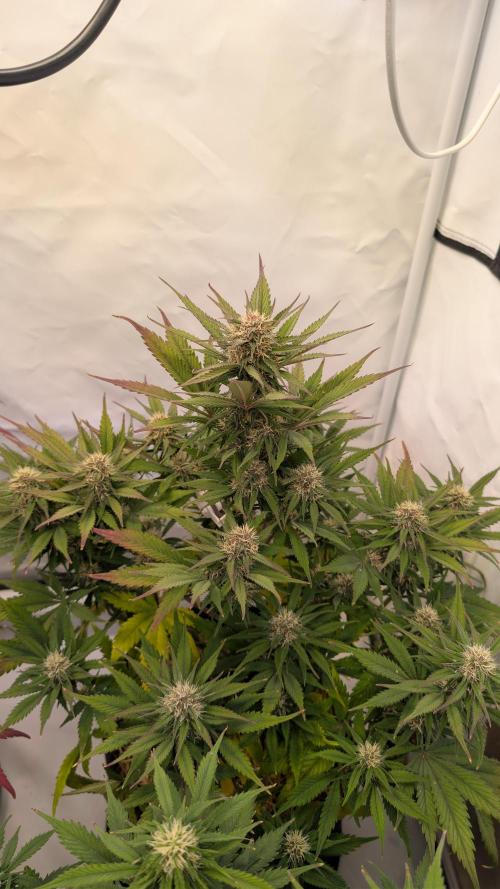 Last Auto Run. Week 8