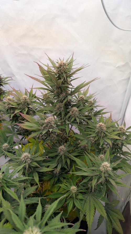 Last Auto Run. Week 8