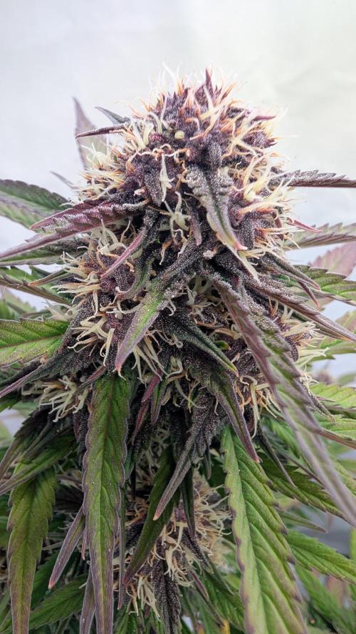 Last Auto Run. Week 8