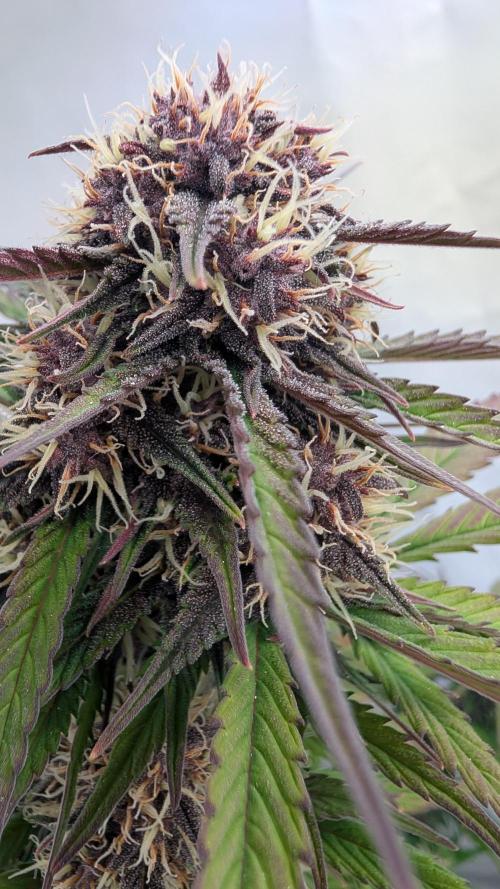 Last Auto Run. Week 8