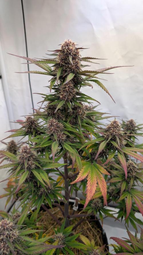 Last Auto Run. Week 8