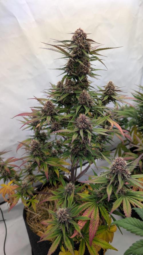 Last Auto Run. Week 8