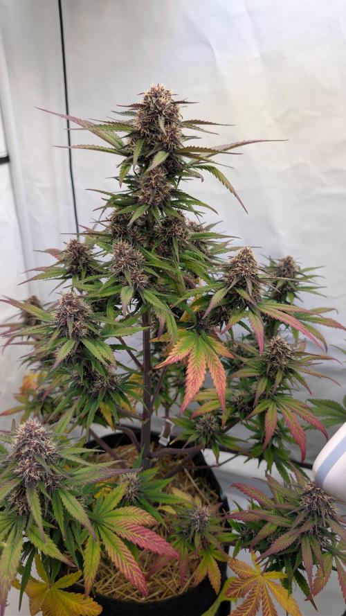 Last Auto Run. Week 8