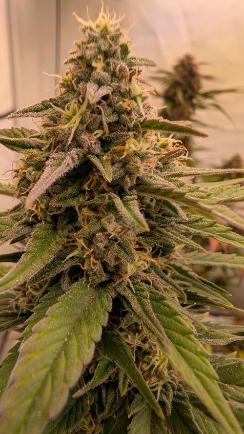 Last Auto Run. Week 8