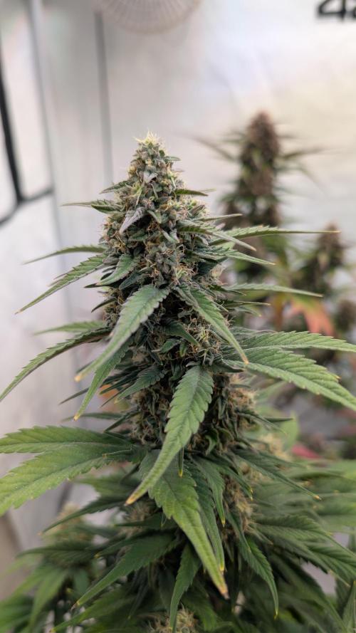 Last Auto Run. Week 8