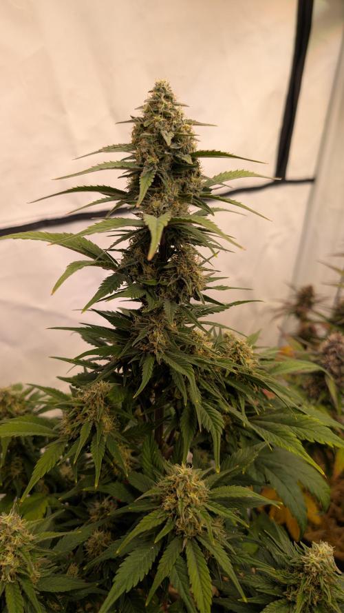 Last Auto Run. Week 8