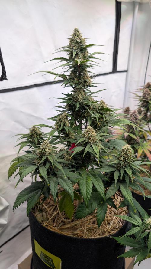 Last Auto Run. Week 8