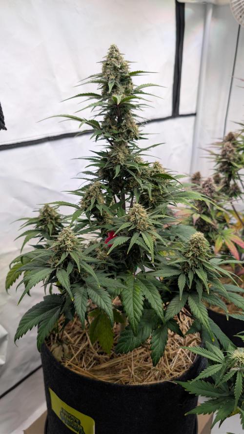 Last Auto Run. Week 8