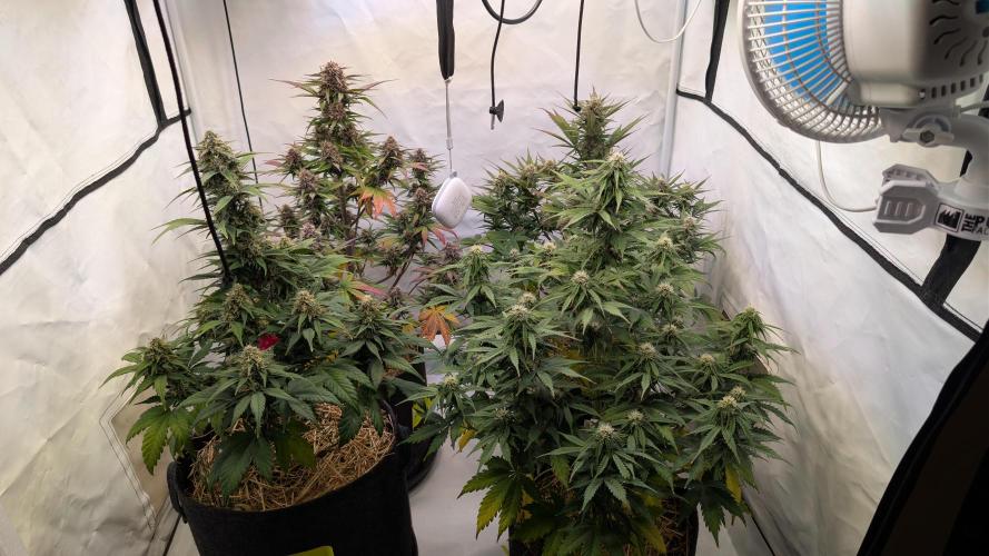 Last Auto Run. Week 8