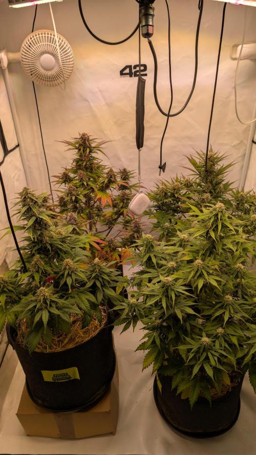 Last Auto Run. Week 8