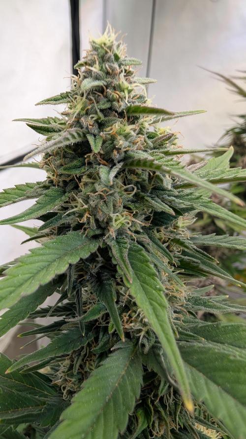 Last Auto Run. Week 8