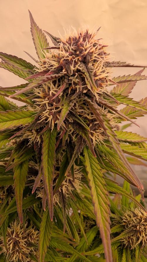 Last Auto Run. Week 8