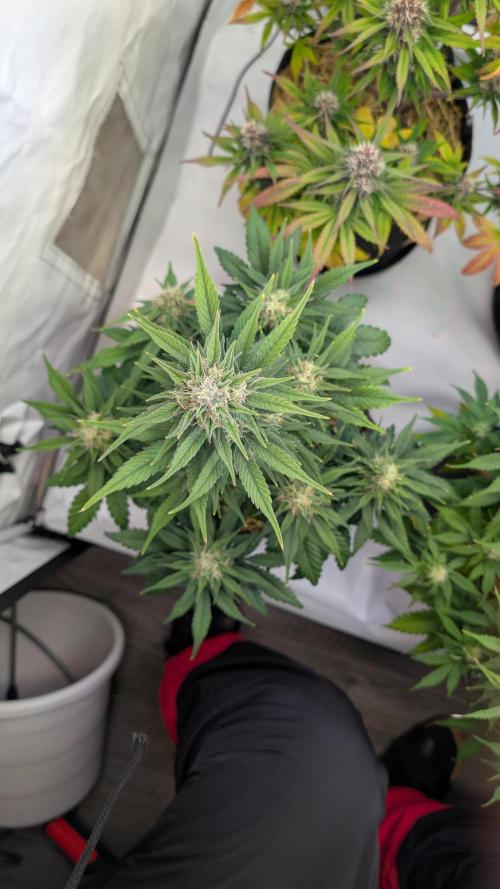 Last Auto Run. Week 8