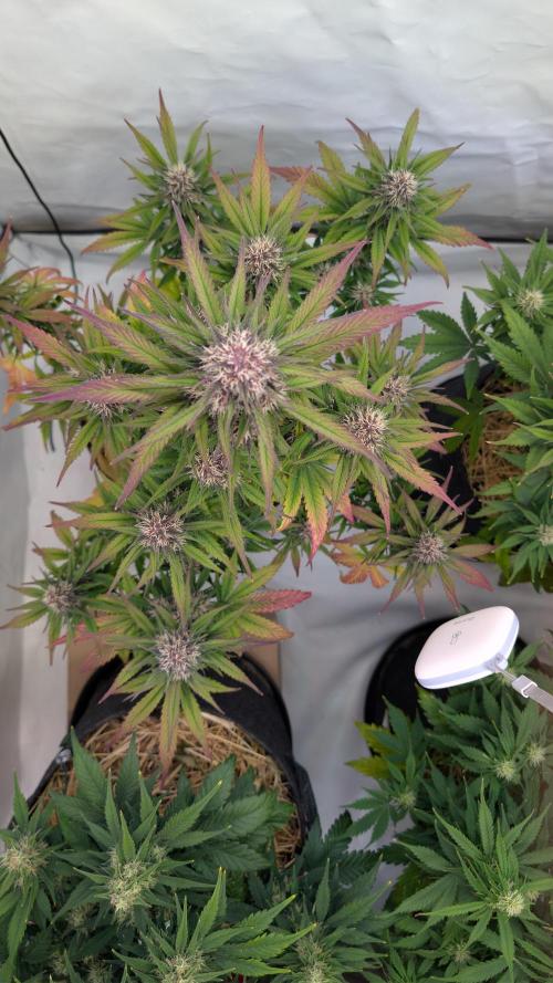 Last Auto Run. Week 8