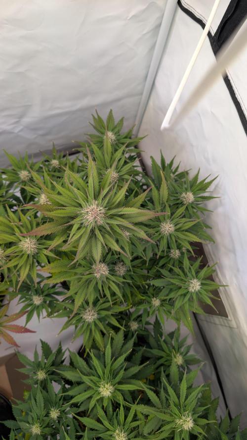 Last Auto Run. Week 8