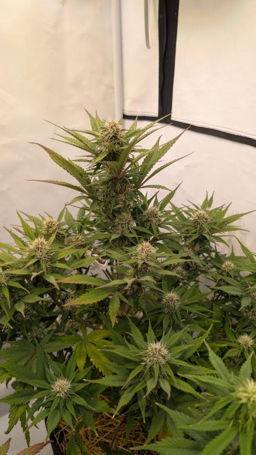 Last Auto Run. Week 8