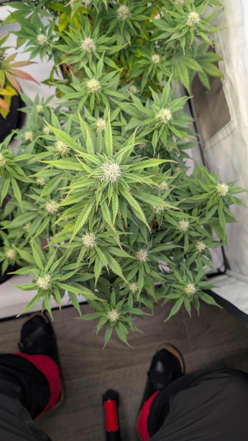 Last Auto Run. Week 8