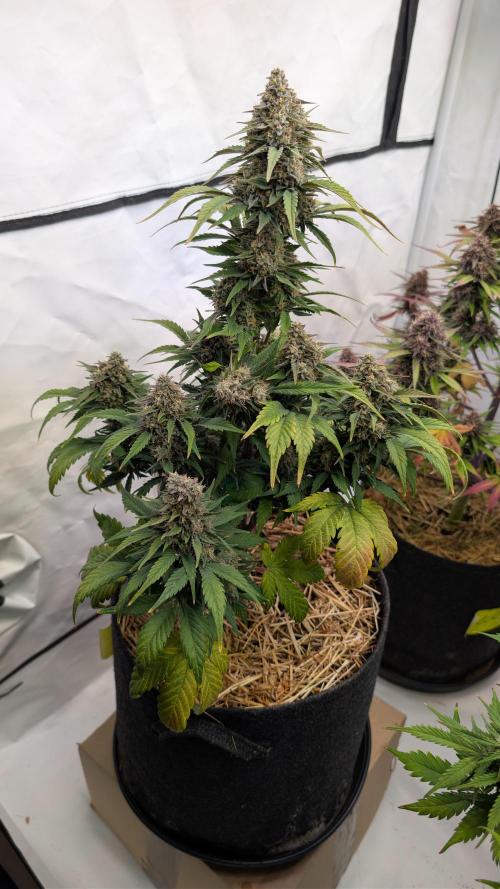 Last Auto Run. Week 9